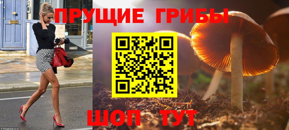 Галлюциногенные грибы Psilocybe  Галлюциногенные грибы прущие грибы  Вход с VPN  Троицк 